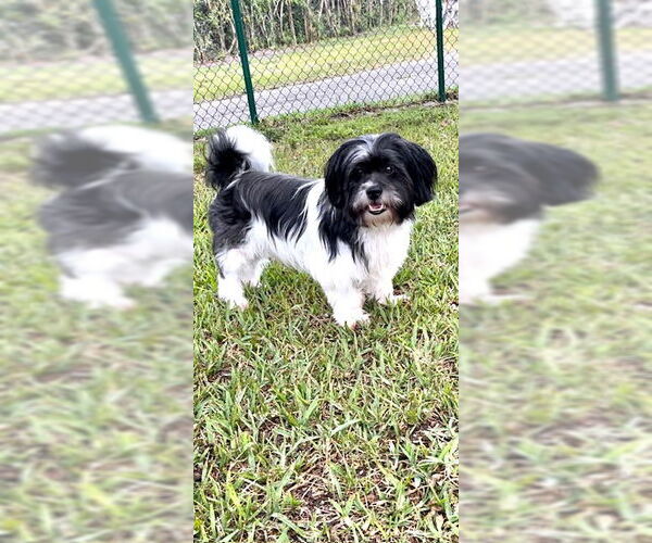 Medium Photo #10 Shih Tzu Puppy For Sale in Weston, FL, USA