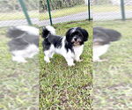 Small #9 Shih Tzu