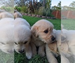Small Photo #19 Golden Retriever Puppy For Sale in ELVERTA, CA, USA