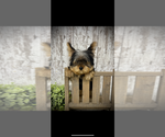 Image preview for Ad Listing. Nickname: Male yorkie