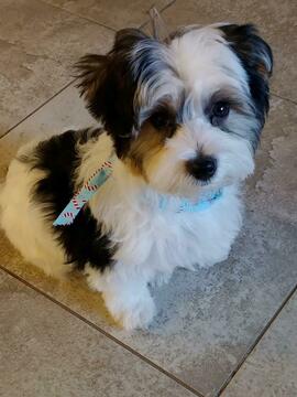 Medium Photo #1 Morkie Puppy For Sale in ORO VALLEY, AZ, USA