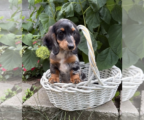 Medium Photo #2 Dachshund Puppy For Sale in MIDDLEBURY, IN, USA