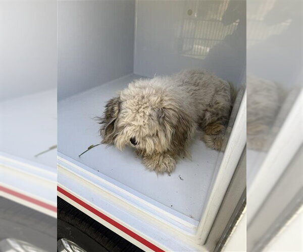 Medium Photo #1 Shih Tzu Puppy For Sale in Houston, TX, USA