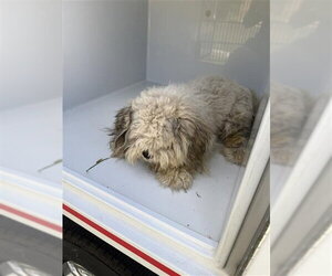 Shih Tzu Dogs for adoption in Houston, TX, USA