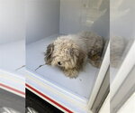 A663761 - Male Shih Tzu Dog for Adoption - Small photo