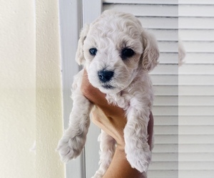 Poodle (Miniature) Puppy for sale in EL PASO, TX, USA