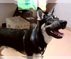 German Shepherd Dog-Unknown Mix Dogs for adoption in Martinez, CA, USA