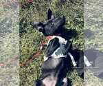 Small #2 Mutt