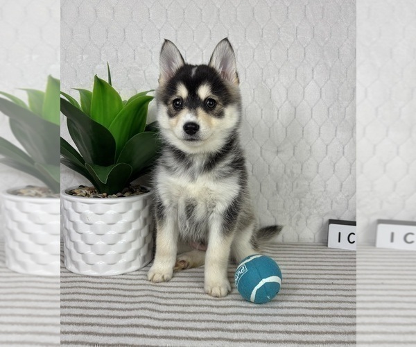 Medium Photo #4 Pomsky Puppy For Sale in GREENFIELD, IN, USA