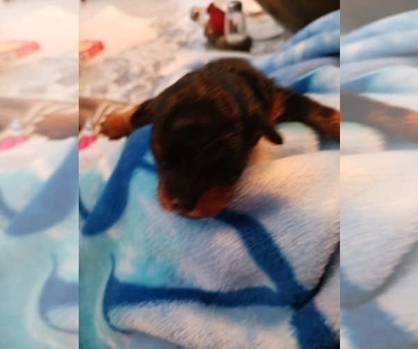 Medium Photo #2 Poodle (Toy) Puppy For Sale in SAVANNAH, GA, USA