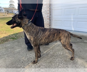 Mother of the Dutch Shepherd Dog puppies born on 03/25/2021
