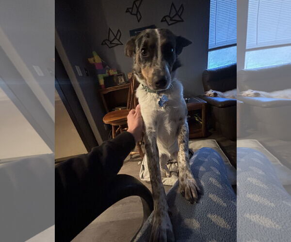 Medium Photo #3 Australian Shepherd-Unknown Mix Puppy For Sale in Milpitas, CA, USA