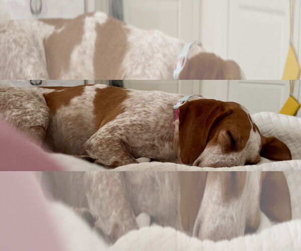 Medium Photo #4 Beagle-Unknown Mix Puppy For Sale in Okolona, MS, USA