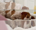 Small #3 Beagle Mix