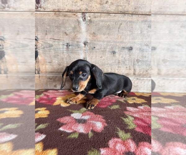 Medium Photo #10 Dachshund Puppy For Sale in VERMONTVILLE, MI, USA
