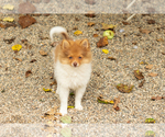 Small #3 Pomeranian