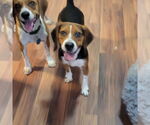 Small #4 Beagle