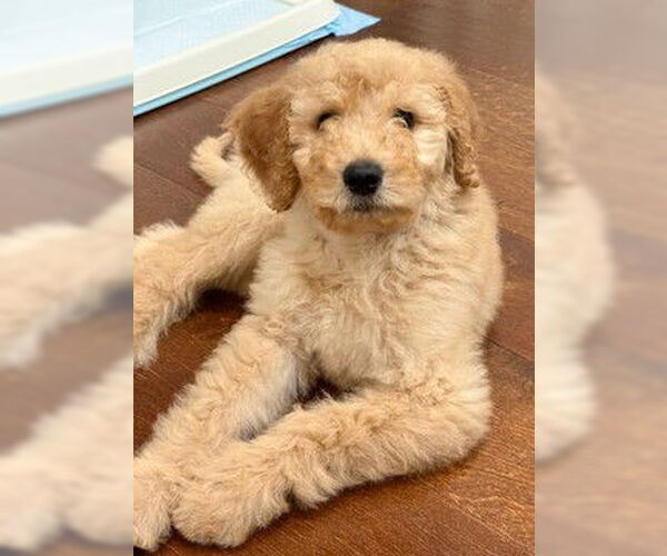 Medium Photo #1 Golden Retriever Puppy For Sale in Fremont, CA, USA