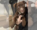 Small #3 Labrador Retriever Mix