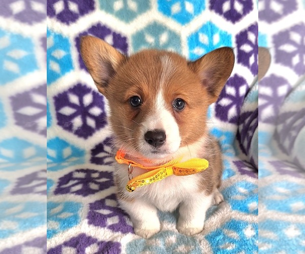 Medium Photo #8 Pembroke Welsh Corgi Puppy For Sale in ARROYO GRANDE, CA, USA