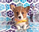 Small #7 Pembroke Welsh Corgi