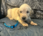 Puppy Lucky Golden Retriever