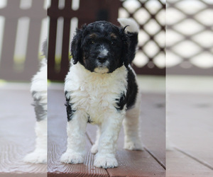 Bernedoodle Puppy for Sale in CHRISTIANA, Pennsylvania USA