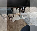 Small #4 French Bulldog