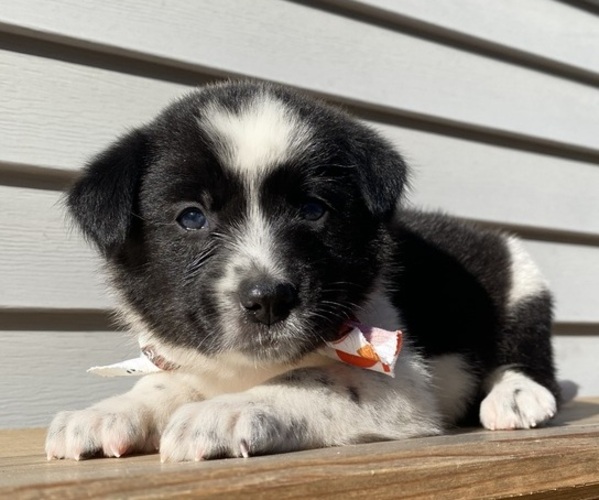 Medium Photo #36 Australian Cattle Dog Puppy For Sale in SMITHS CREEK, MI, USA