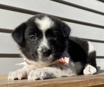 Mickey - Female Australian Cattle Dog Puppy for Sale - Photo #36