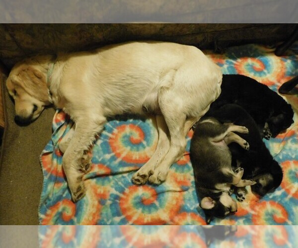 Medium Photo #18 Golden Labrador Puppy For Sale in MESA, CO, USA