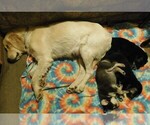 Small Photo #18 Golden Labrador Puppy For Sale in MESA, CO, USA