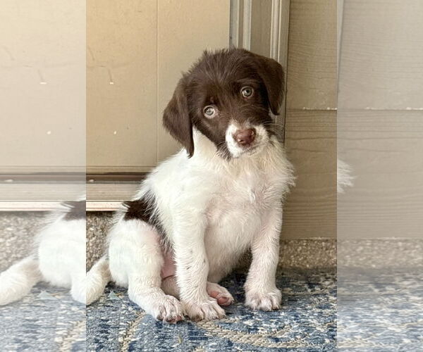 Medium Photo #2 Labrador Retriever-Unknown Mix Puppy For Sale in The Woodlands, TX, USA
