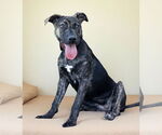 Small #2 Plott Hound Mix