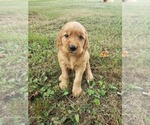 Small Photo #2 Golden Irish Puppy For Sale in CALVIN, KY, USA
