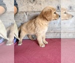 Litter of 10 - Male(s) and Female(s) Golden RetrieverLitter of Puppies for Sale - Photo #14