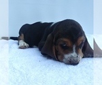 Small Photo #5 Basset Hound Puppy For Sale in NEW CANTON, VA, USA