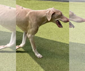 Doberman Pinscher Dogs for adoption in Buffalo, MN, USA