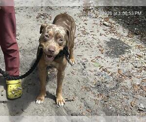 American Bulldog-Unknown Mix Dogs for adoption in Ocala, FL, USA
