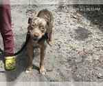 Small American Bulldog Mix