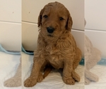 Small #14 Goldendoodle