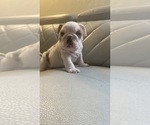 Small Photo #4 English Bulldog Puppy For Sale in CLEVELAND, NC, USA