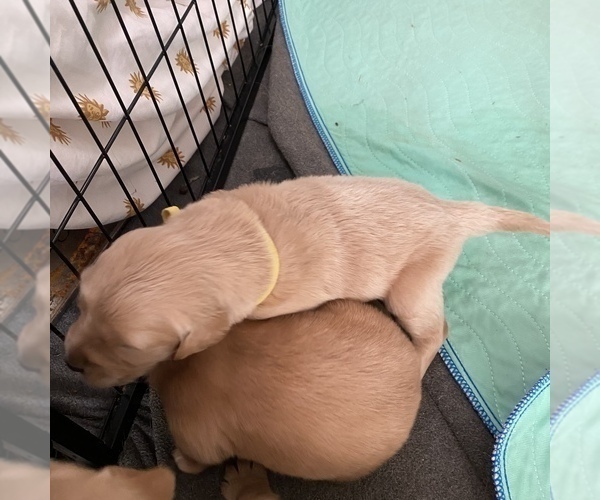 Medium Photo #18 Golden Retriever Puppy For Sale in RADCLIFF, KY, USA