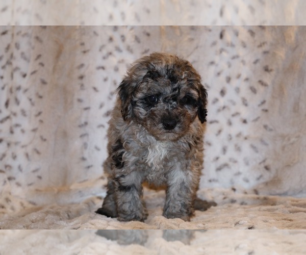 Medium Photo #20 Poodle (Toy) Puppy For Sale in DYERSBURG, TN, USA