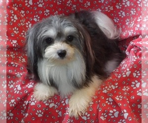 Maltipom Puppy for Sale in PATERSON, New Jersey USA