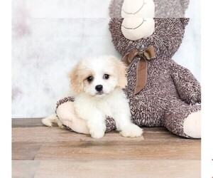 Cavachon Puppy for sale in CLEVELAND, NC, USA