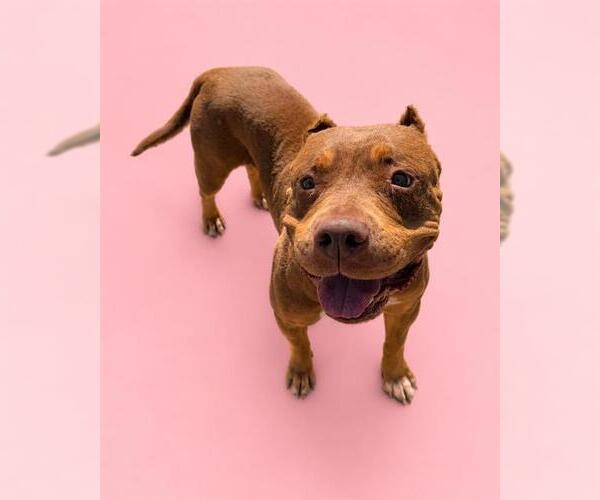 Medium Photo #1 Mutt Puppy For Sale in HESPERIA, CA, USA