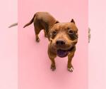 Small Mutt