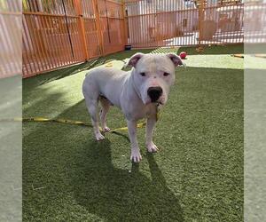 American Pit Bull Terrier-Unknown Mix Dogs for adoption in Las Vegas, NV, USA