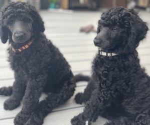 Poodle (Standard) Puppy for sale in FORT WALTON BEACH, FL, USA